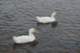 dsc00304_small.jpg